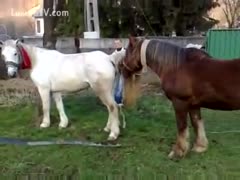 Two concupiscent horses are separated by the trainer.